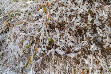 Trees are covered with a crust of ice after icy rain. Natural disaster.