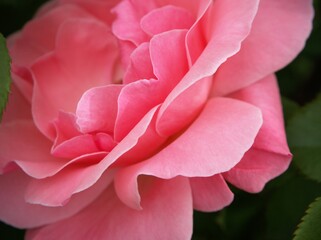 pink rose