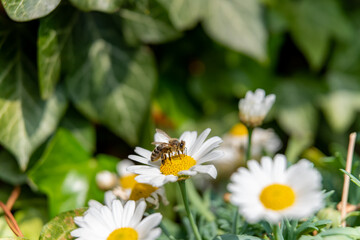 Bee on daisy in the garden 2