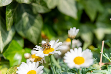 bee on daisy