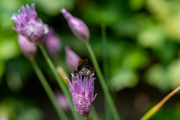 Bee on the chives 2