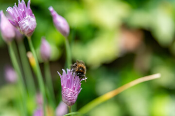 Bumblebee on the chives