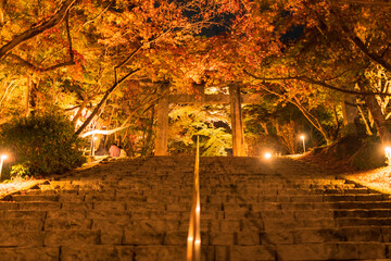 秋の竈門神社の紅葉ライトアップ（福岡県）
