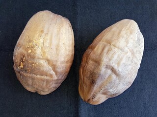 Coconut germinating ripe (Cocos nucifera), Arecaceae family.  Amazon, Brazil