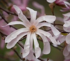 Eine wunderschöne aufgeblühte Magnolienblüte in zart rosé weiß