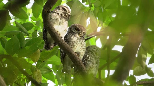 3 birds singing that live as families are located on the branches of trees with a white background.Spotted owlet are natural wildlife. 