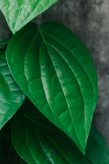 betel (piper betle) heart of green leaves