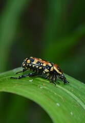 bug on leaf