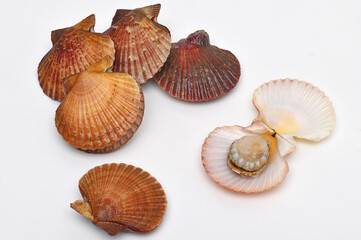 Galician seafood ria de arosa