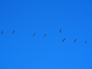 cigüeñas de color blanco y negro volando bajo el cielo azul, lerida, españa, europa