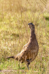 pheasant in the grass, Ring-necked Pheasant, female pheasant , Phasianus colchicus
