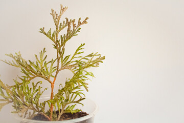 The seedling of the tui conifer in a plastic glass 