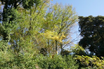 黄色く色づいているイチョウ