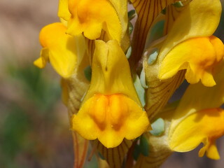 Fototapeta na wymiar Wildflower (Linaria polygalifolia)