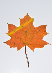 Bright red maple leaf with a yellow stripe on a white background. natural colors. Fall. Close-up. Macro. View from above.