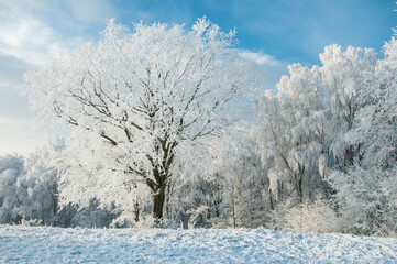 Zimowy pejzaż z ośnieżonymi drzewami.  Winter landscape with snow-covered trees