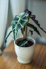 Alocasia Elephant Ear Indoor Plant on Wooden Table by the Window