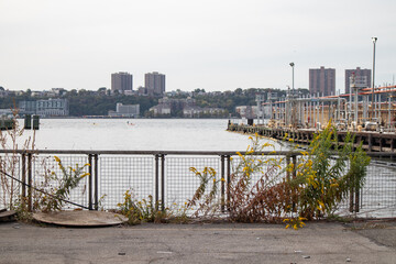 Overgrown Weeds and Plants along the Hell's Kitchen Riverfront on the Hudson River in New York City