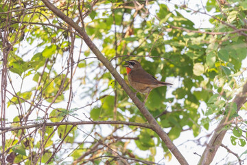 Obraz premium Siberian rubythroat (Calliope calliope) at Grassland of Rajarhat, Kolkata, India