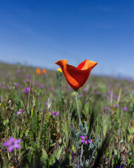 California poppy in the Antelope Valley during a spring bloom.