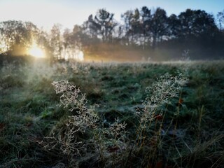 01.11.2020, Wuppertal, Herbst, Winterstimmung, am Morgen bei ersten warmen Sonnenstrahlen mit Wiese...