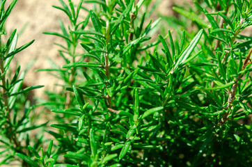 Young rosemary bushes grow outdoors in natural environment