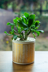 Succulent Indoor Plant on wooden table by the window