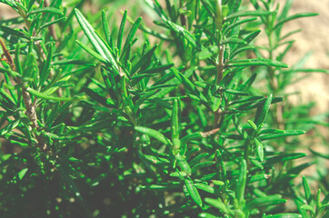 Young rosemary bushes grow outdoors in natural environment