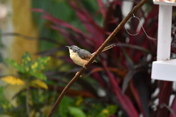 Ashy Prinia or Ashy Wren-wrabler at the garden of the house. 