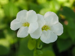 Park flowers and blurred background