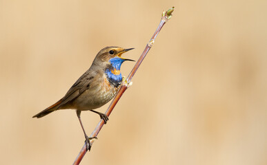 Bluethroat, Luscinia svecica. Singing bird sitting on a branch