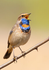 Bluethroat, Luscinia svecica. Singing bird sitting on a branch