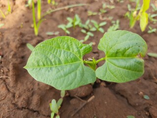 Lablab purpureus is a species of bean in the family Fabaceae. Its others names include lablab bean bonavist bean, pea, dolichos bean, seim, lablab, Egyptian kidney, Indian bean. Hyacinth plant.