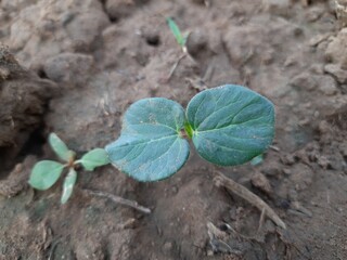 Small Okra plant growing in home garden in India. Okra , Abelmoschus esculentus, known in many name ladies' fingers or ochro. It is a flowering plant in the mallow family. Lady finger farming.