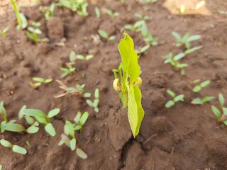 Lablab purpureus is a species of bean in the family Fabaceae. Its others names include lablab bean bonavist bean/pea, dolichos bean, seim,lablab, Egyptian kidney, Indian bean. Hyacinth plant.