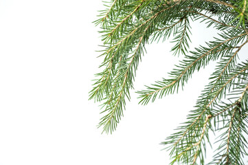 Spruce branches on a white background.