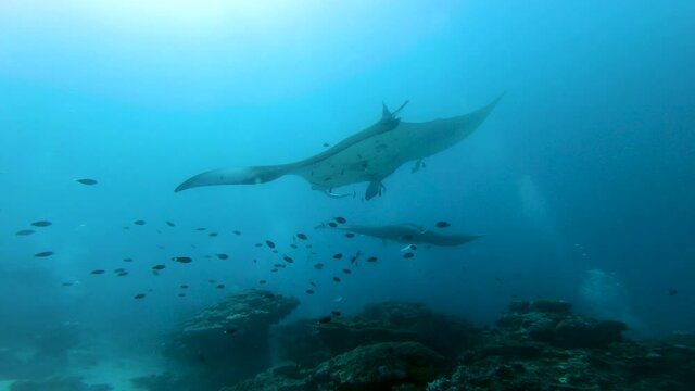 Two big Manta rays swimming over the cleaning station with many tropical fish around, underwater footage, Maldives, South Ari Atoll. 