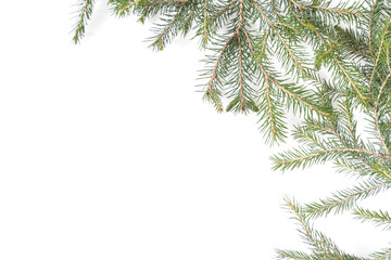 Spruce branches on a white background.