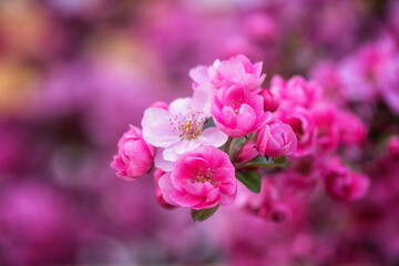 Natural floral background, blossoming of decorative apple tree beautiful pink flowers in spring garden. Macro image with copy space suitable for wallpaper, cover or greeting card