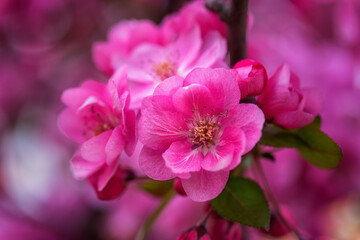 Fototapeta na wymiar Natural floral background, blossoming of decorative apple tree beautiful pink flowers in spring garden. Macro image with copy space suitable for wallpaper, cover or greeting card
