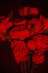 Bukiet kwiatów podświetlony na czerwono - obrazy, fototapety, plakaty