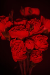 Bukiet kwiatów podświetlony na czerwono - obrazy, fototapety, plakaty