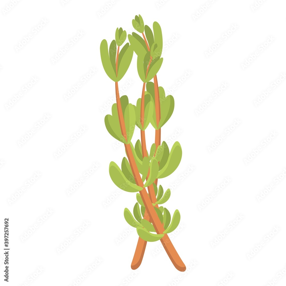 Poster dry thyme icon. cartoon of dry thyme vector icon for web design isolated on white background