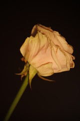 Róża ecru na ciemnym tle