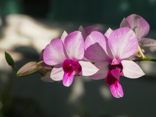 Colorful orchids in Thailand can be used for many purposes.