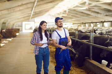 Happy young dairy farm workers standing near stables with black buffalos in big barn