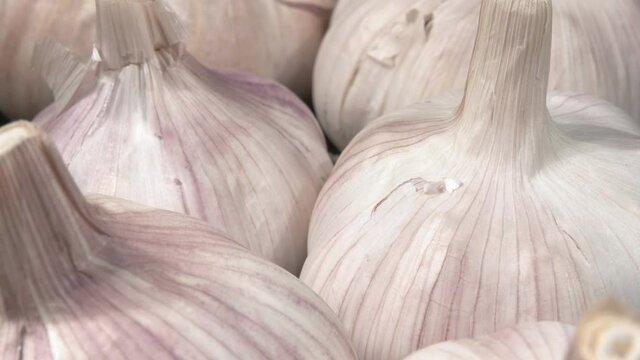 Organic garlic close-up. Garlic harvest.