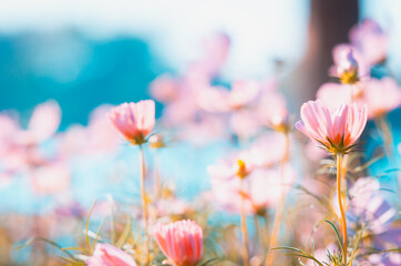Beautiful cosmos flowers are blooming in the garden with vintage tones for background