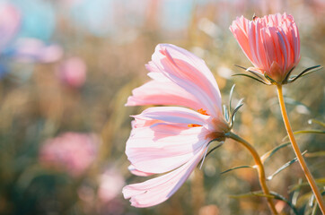 Beautiful cosmos flowers are blooming in the garden with vintage tones for background