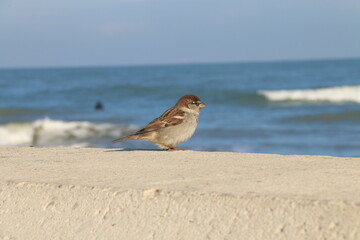 a sparrow sitting by the ocean